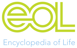 EO logo